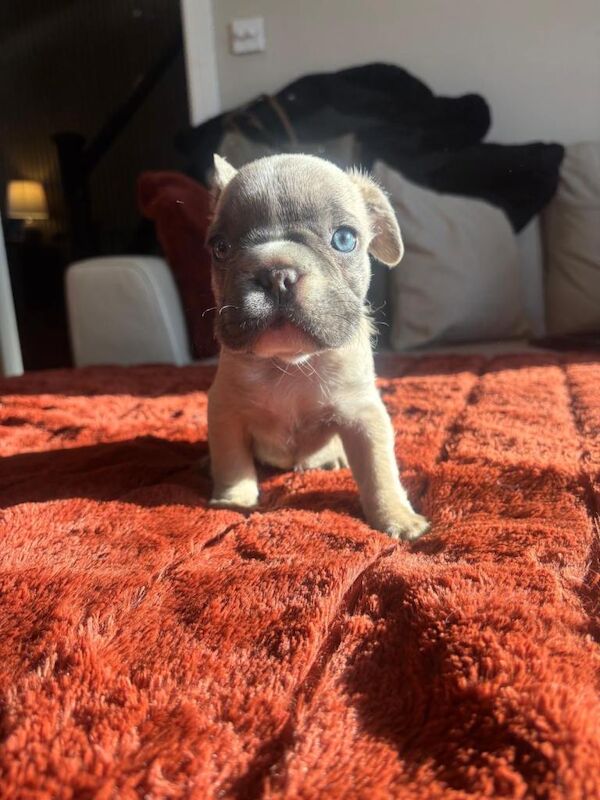 French Bulldog puppies for sale in Winterbourne, Berkshire – 8 weeks old - Image 2 of 3