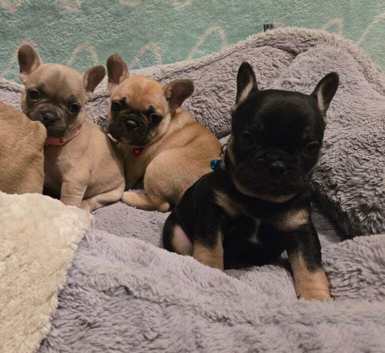 French Bulldog puppies for sale in Sheffield, South Yorkshire – 7 weeks old