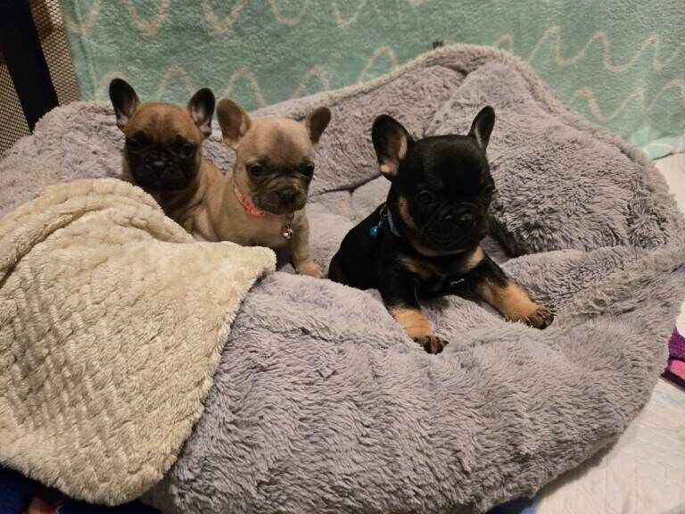 French Bulldog puppies for sale in Sheffield, South Yorkshire – 7 weeks old - Image 2 of 4