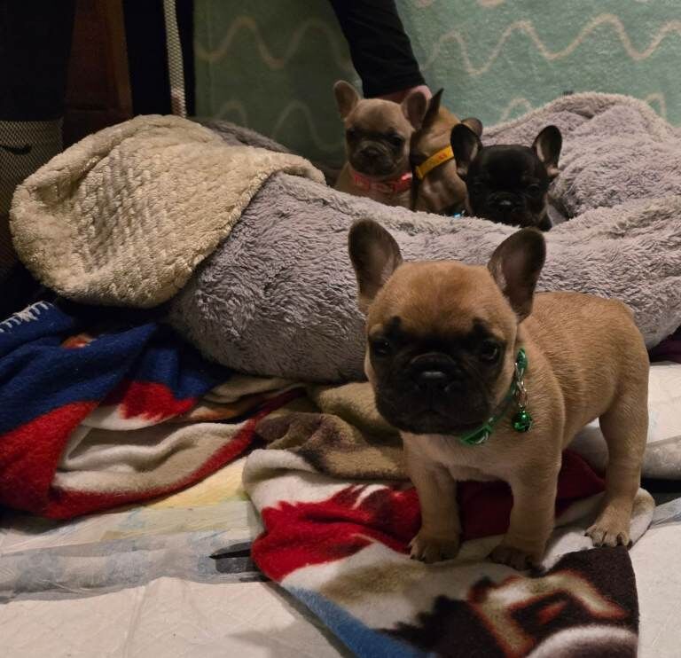 French Bulldog puppies for sale in Sheffield, South Yorkshire – 7 weeks old - Image 3 of 4