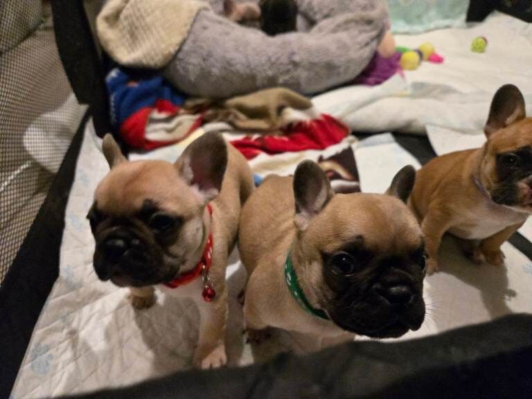 French Bulldog puppies for sale in Sheffield, South Yorkshire – 7 weeks old - Image 4 of 4
