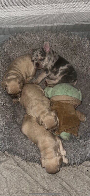 French Bulldog puppies for sale in Aberdeen – KC registered, 6 weeks old