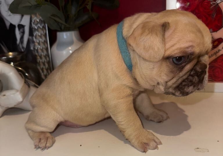 French Bulldog puppies for sale in Aberdeen – KC registered, 6 weeks old - Image 2 of 3