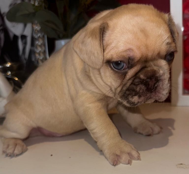 French Bulldog puppies for sale in Aberdeen – KC registered, 6 weeks old - Image 3 of 3