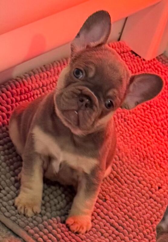 French Bulldog puppies for sale in Dunfermline, Fife – KC registered, 8 weeks old