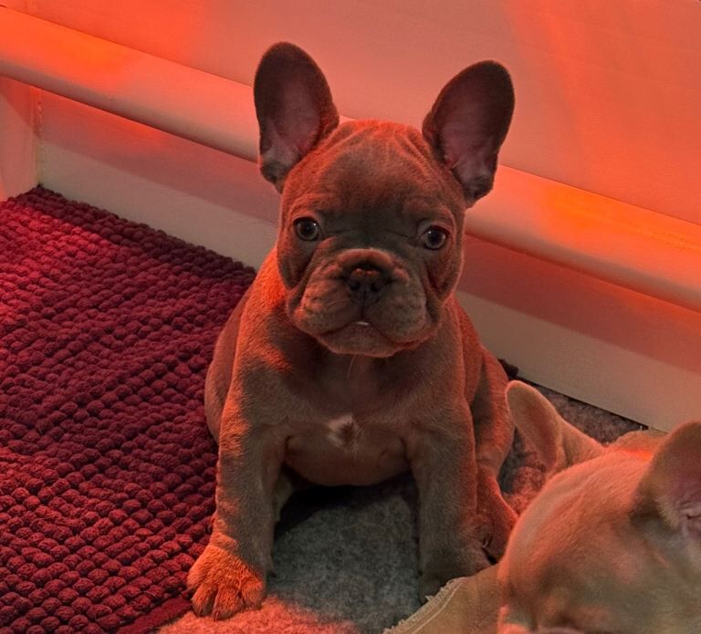 French Bulldog Puppies - Image 5 of 6