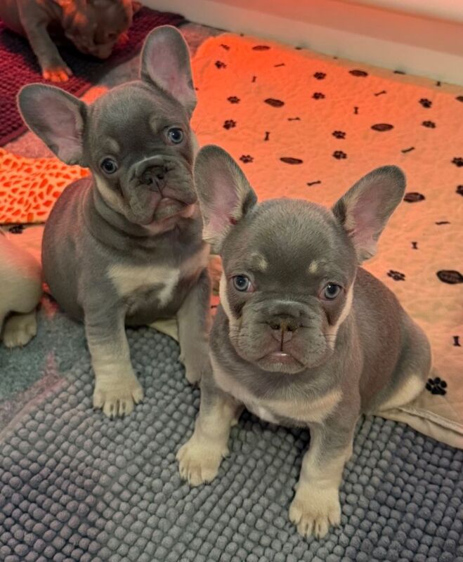 French Bulldog Puppies - Image 6 of 6
