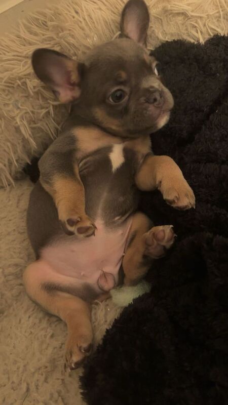 French Bulldog puppies for sale in Stockport, Greater Manchester – 9 weeks old