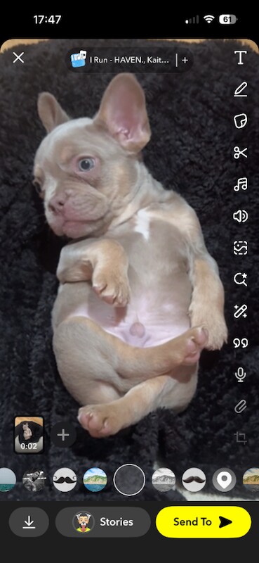 French Bulldog puppies for sale in Stockport, Greater Manchester – 8 weeks old - Image 2 of 4