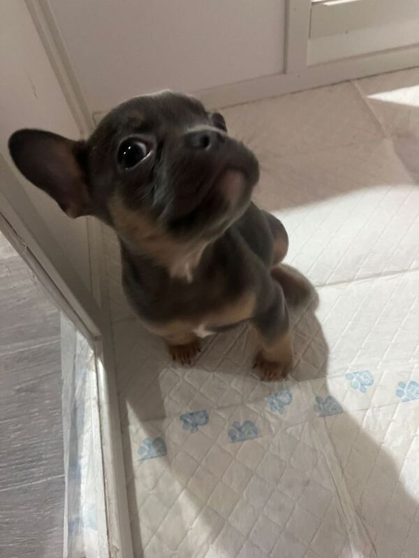 French Bulldog puppies for sale in Stockport, Greater Manchester – 8 weeks old - Image 3 of 4