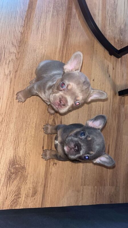 French Bulldog puppies for sale in Stockport, Greater Manchester – 8 weeks old - Image 4 of 4