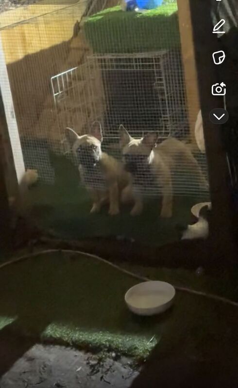 French Bulldog puppies for sale in Erith, London – 11 weeks old