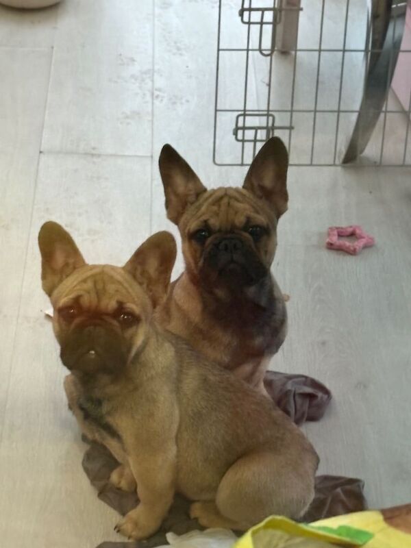 French Bulldog puppies for sale in Erith, London – 11 weeks old - Image 2 of 2