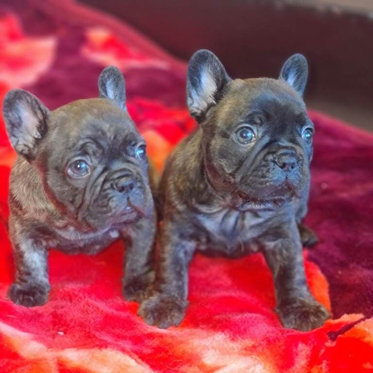 French Bulldog puppies for sale in Hullbridge, Essex – KC registered, 10 weeks old