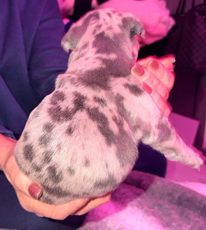 Blue French Bulldog Puppies For Sale