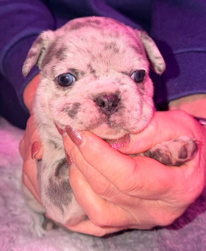 French Bulldog puppies for sale in Armadale, West Lothian – 4 weeks old - Image 2 of 5