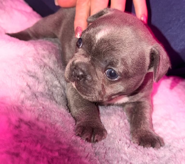 French Bulldog puppies for sale in Armadale, West Lothian – 4 weeks old - Image 3 of 5