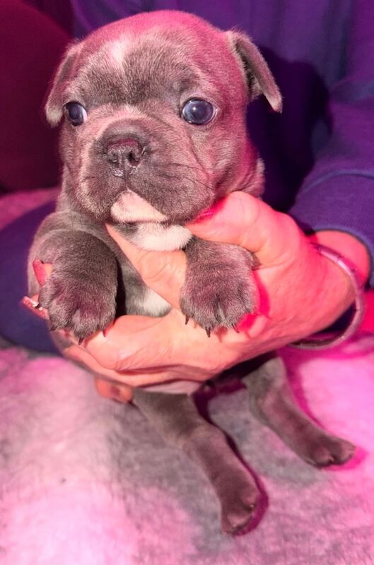 French Bulldog puppies for sale in Armadale, West Lothian – 4 weeks old - Image 4 of 5