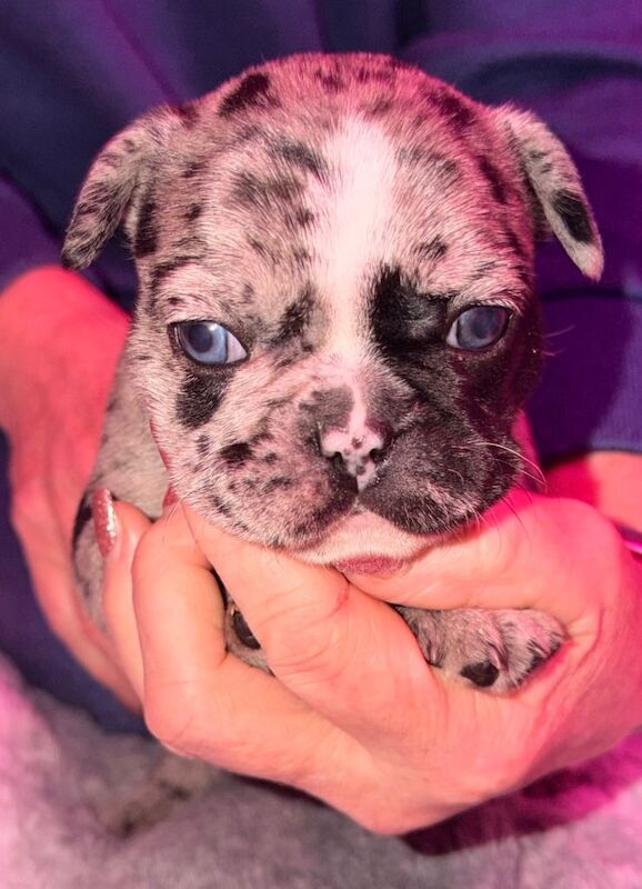 French Bulldog puppies for sale in Armadale, West Lothian – 4 weeks old - Image 5 of 5