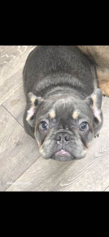 French Bulldog puppies for sale in Belper, Derbyshire – 5 months old