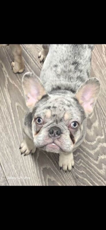 French Bulldog puppies for sale in Belper, Derbyshire – 5 months old - Image 2 of 2