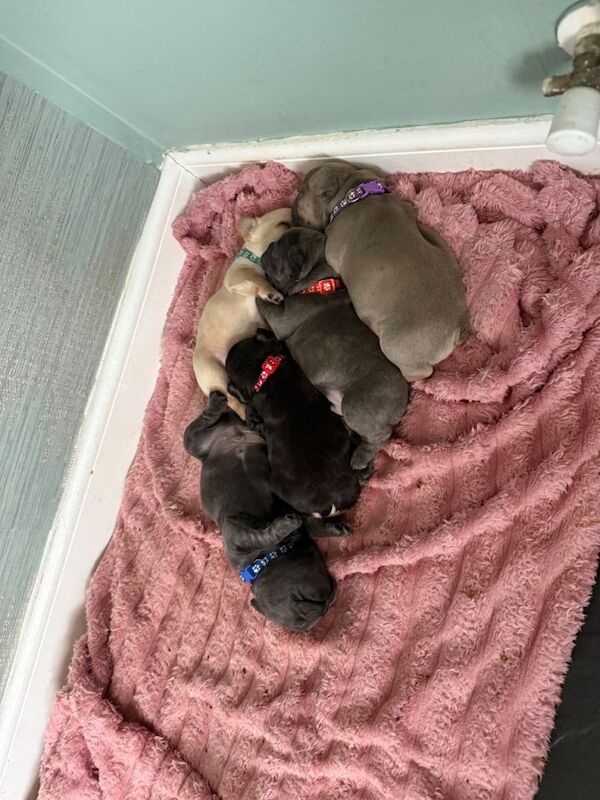 French Bulldog puppies for sale in Doune, Stirling – KC registered, 3 weeks old