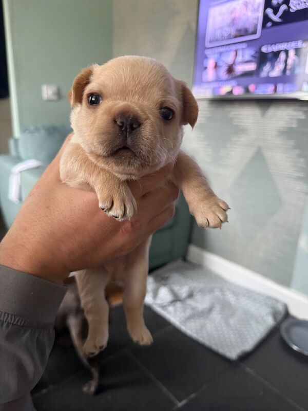 French Bulldog puppies for sale in Doune, Stirling – KC registered, 3 weeks old - Image 2 of 4
