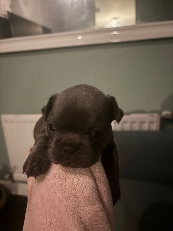 French Bulldog puppies for sale in Doune, Stirling – KC registered, 3 weeks old - Image 3 of 4