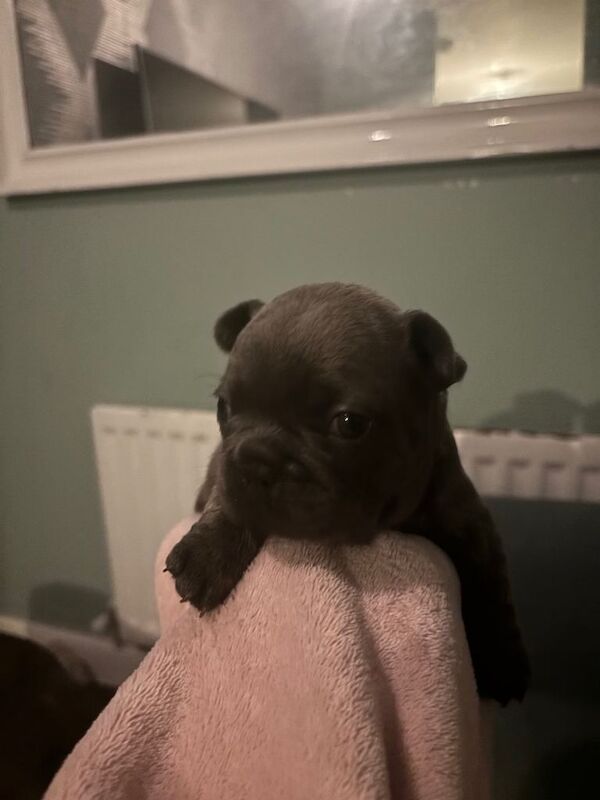 French Bulldog puppies for sale in Doune, Stirling – KC registered, 3 weeks old - Image 4 of 4