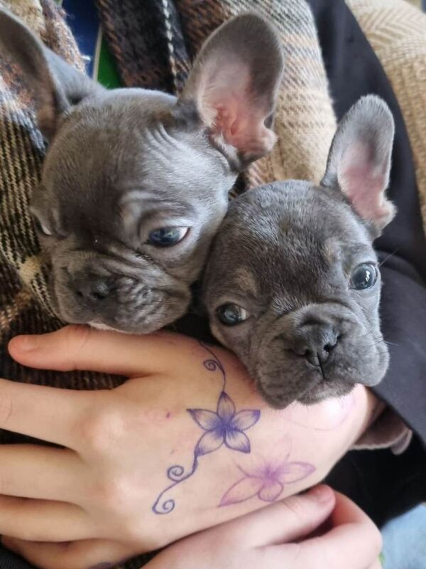 French Bulldog puppies for sale in Talke, Staffordshire – 9 weeks old