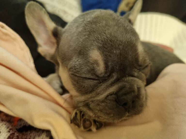 French Bulldog puppies - Image 2 of 3