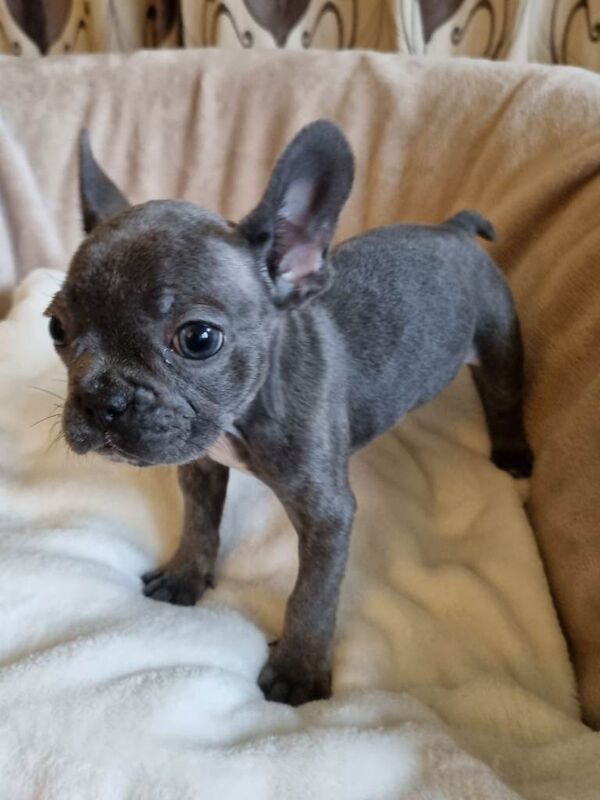 French Bulldog puppies - Image 3 of 3