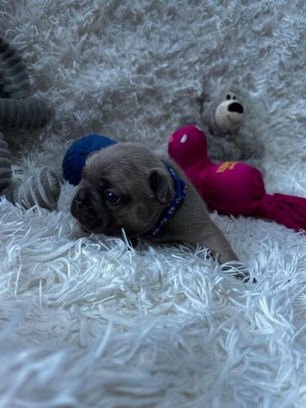 Blue French Bulldog Puppies For Sale