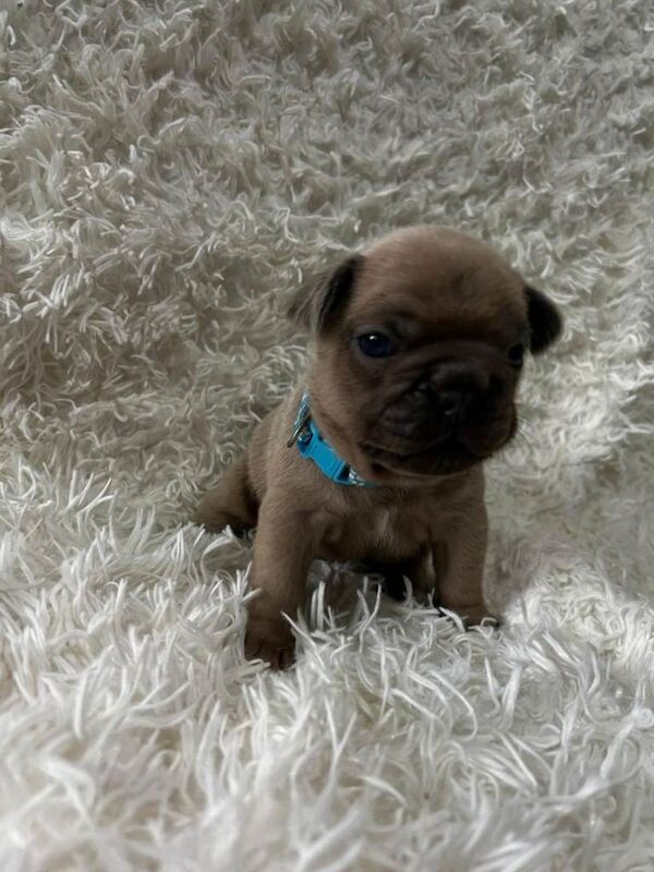 French Bulldog puppies - Image 2 of 4