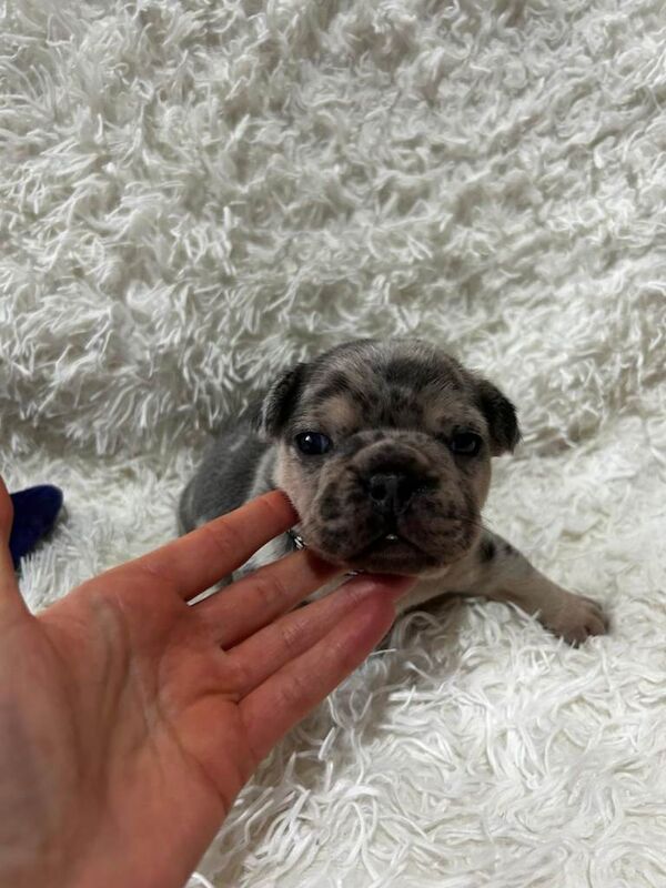 French Bulldog puppies - Image 4 of 4