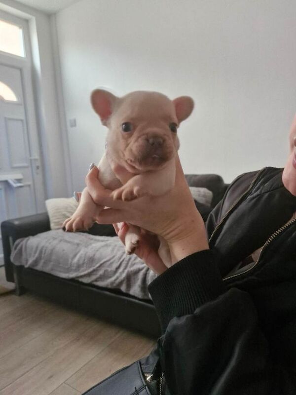 Kennel Club Registered French Bulldog Puppies For Sale