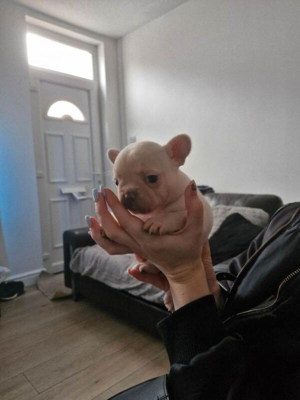 French bulldog puppies - Image 2 of 4