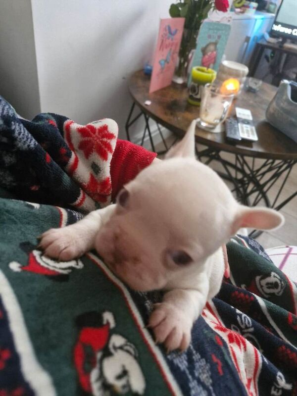 French bulldog puppies - Image 3 of 4