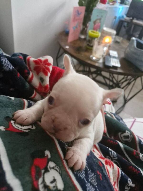 French bulldog puppies - Image 4 of 4