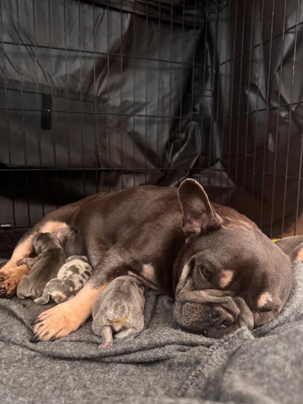 French bulldog puppies - Image 5 of 7
