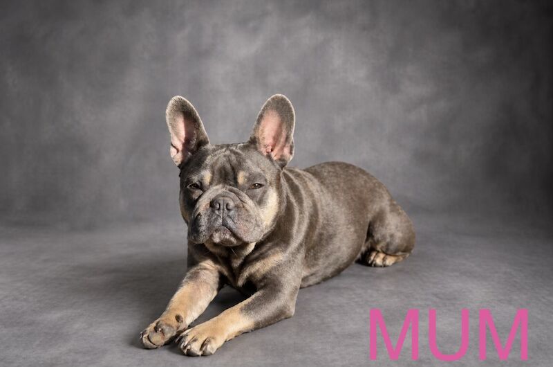 French bulldog puppies - Image 6 of 7