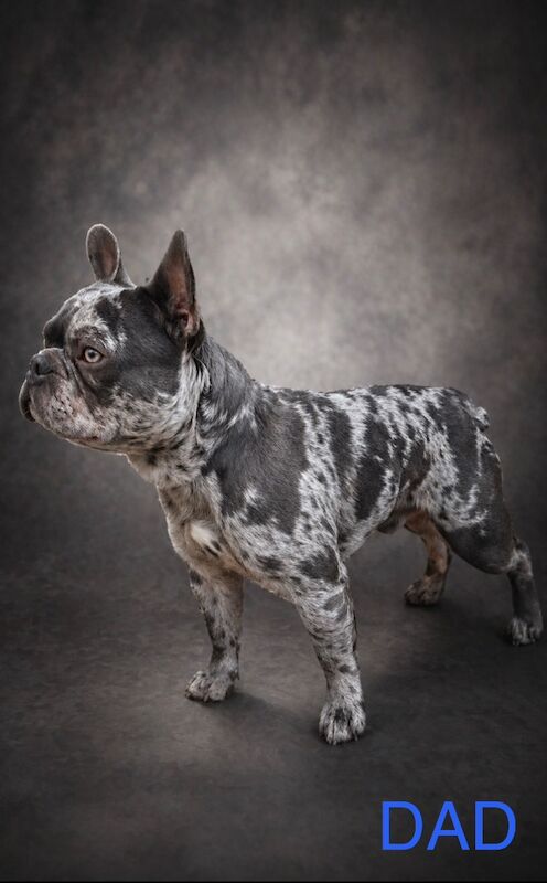 French bulldog puppies - Image 7 of 7