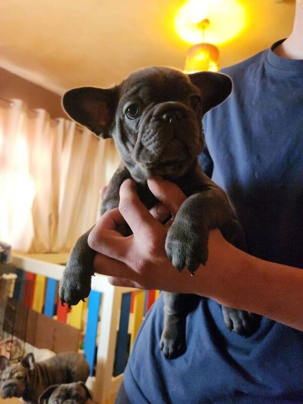 French Bulldog Puppies For Sale Under £1,000