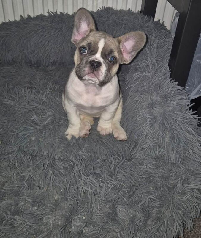French Bulldog puppies for sale in Aberdeen – KC registered, 10 weeks old