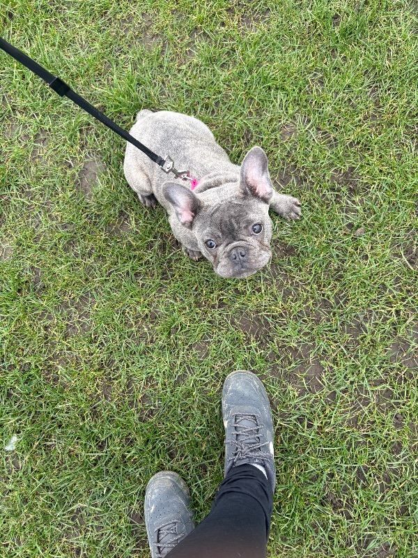French Bulldog puppies for sale in Seacroft, West Yorkshire – 4 months old