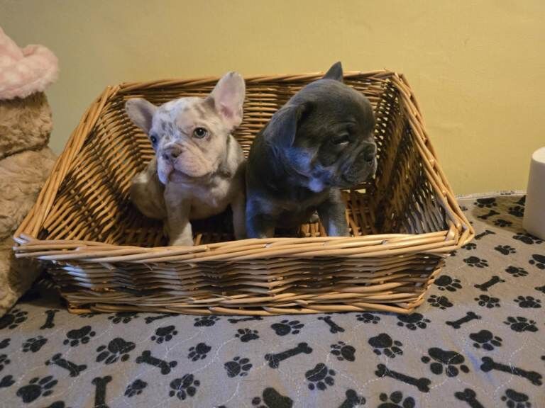 Frenchie Puppies For Sale