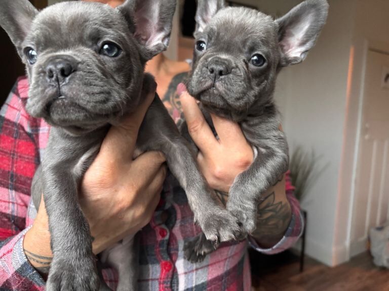 French bulldog puppies