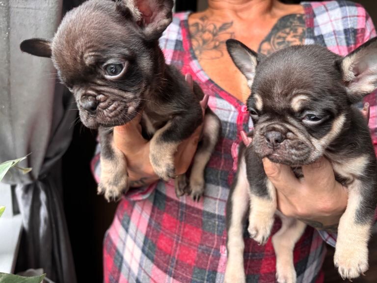 French bulldog puppies - Image 2 of 3