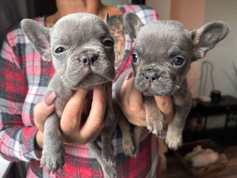 French bulldog puppies - Image 3 of 3