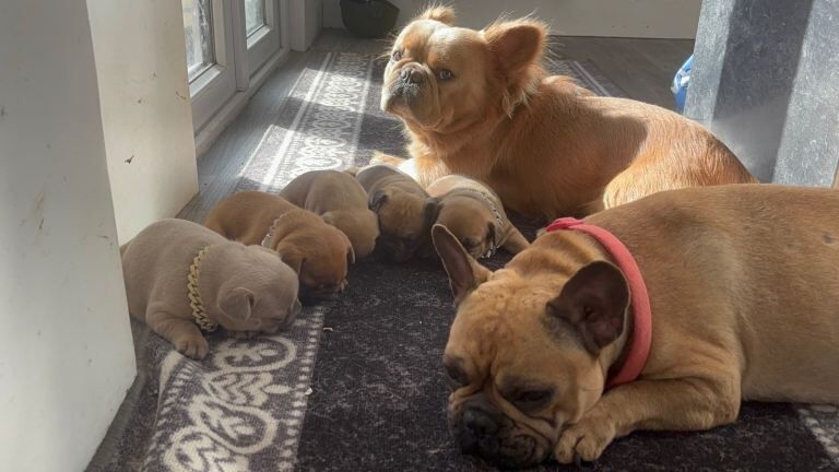 French bulldog puppies - Image 2 of 3